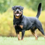 Are Rottweilers Dangerous? The Truth Behind the Reputation