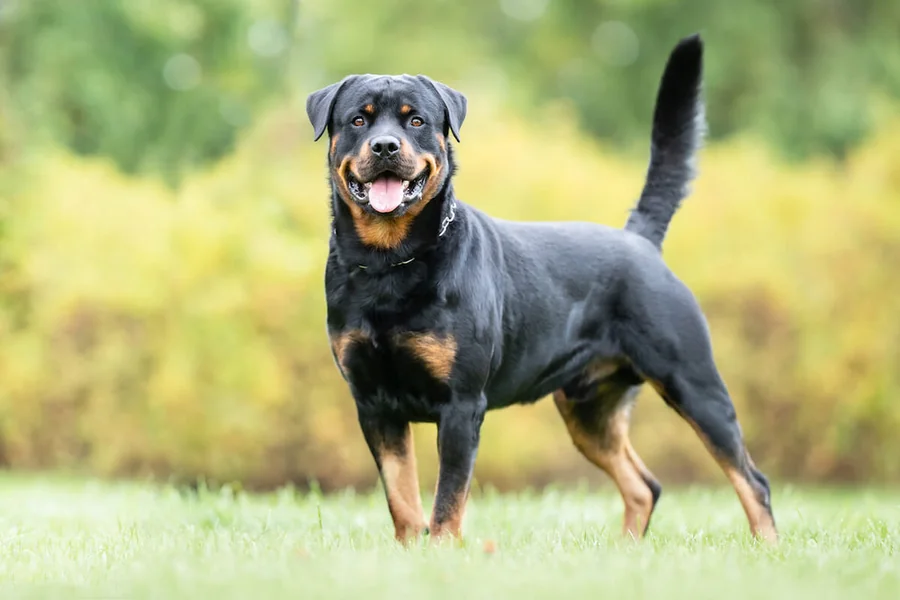 Are Rottweilers Dangerous? The Truth Behind the Reputation