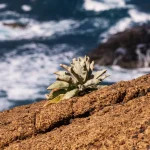 Kanna Extract vs. Raw Kanna: Which One Is Right for You?